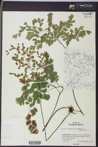 Adiantum capillus-veneris image