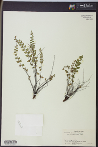 Adiantum deltoideum image