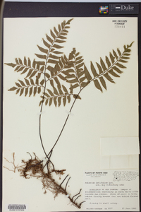 Adiantum latifolium image