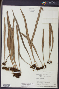 Ananthacorus angustifolius image
