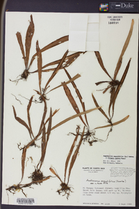 Ananthacorus angustifolius image