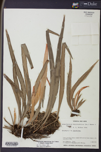 Ananthacorus angustifolius image