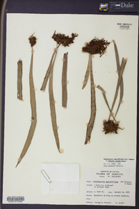 Ananthacorus angustifolius image