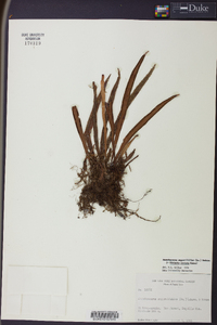 Ananthacorus angustifolius image