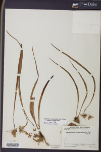 Ananthacorus angustifolius image