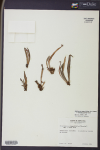Ananthacorus angustifolius image
