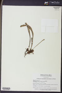 Ananthacorus angustifolius image