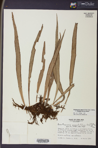 Ananthacorus angustifolius image