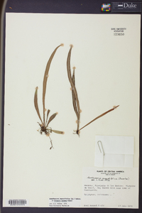Ananthacorus angustifolius image