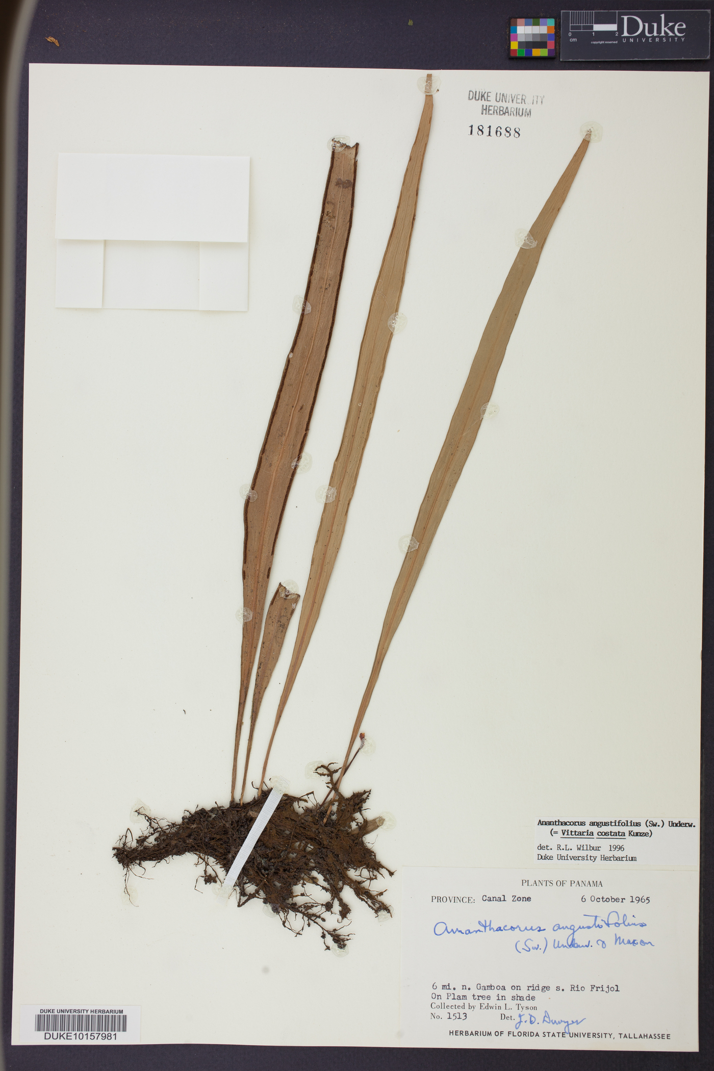 Ananthacorus angustifolius image