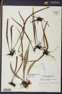 Ananthacorus angustifolius image
