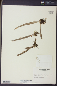 Ananthacorus angustifolius image