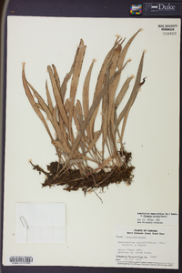 Ananthacorus angustifolius image