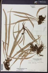 Ananthacorus angustifolius image