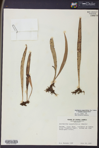 Ananthacorus angustifolius image