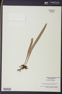 Ananthacorus angustifolius image