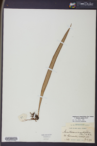 Ananthacorus angustifolius image