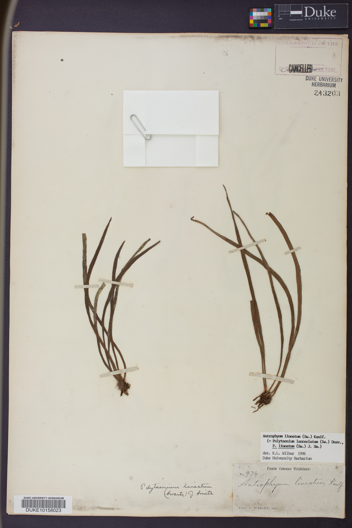 Antrophyum lineatum image