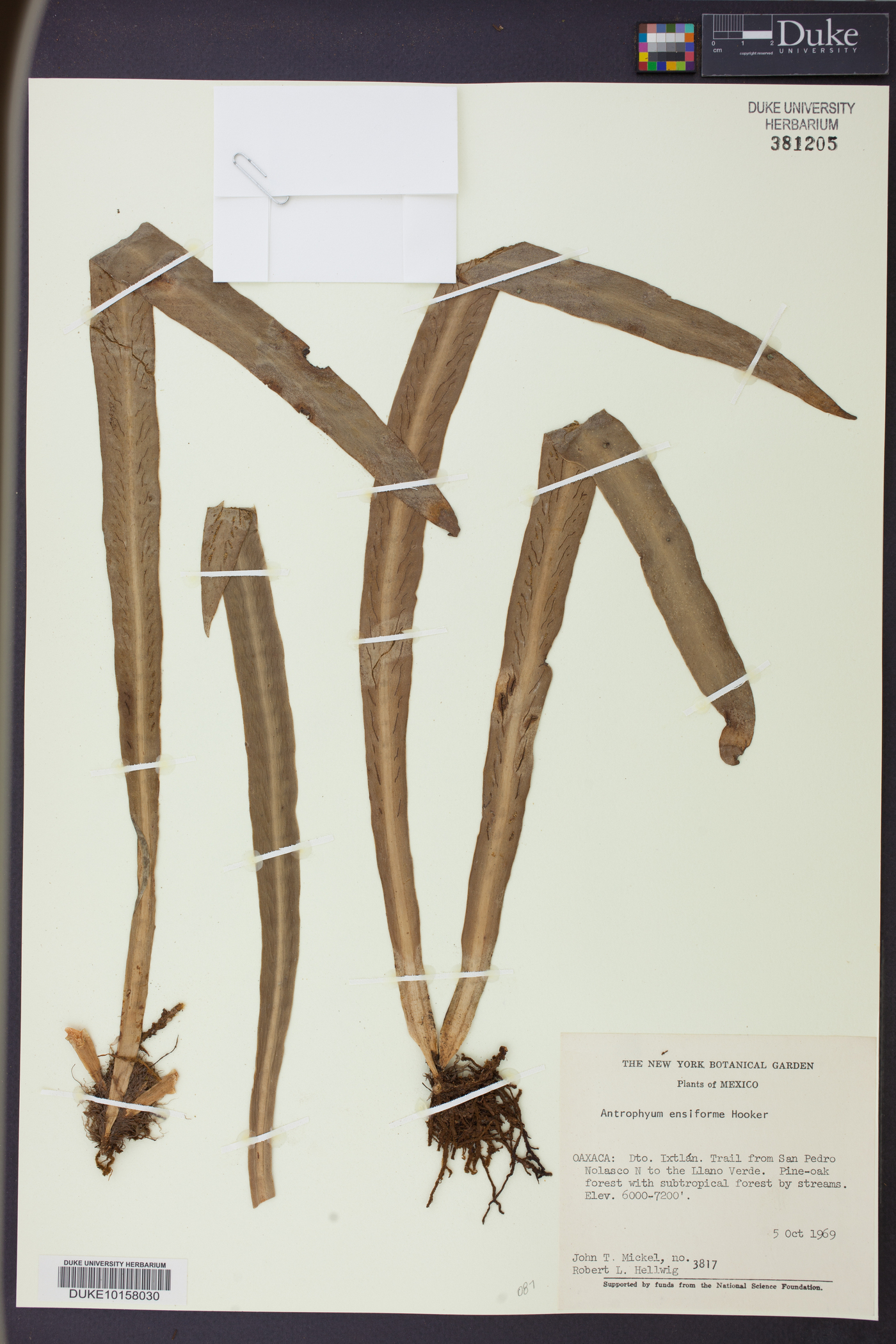 Antrophyum ensiforme image
