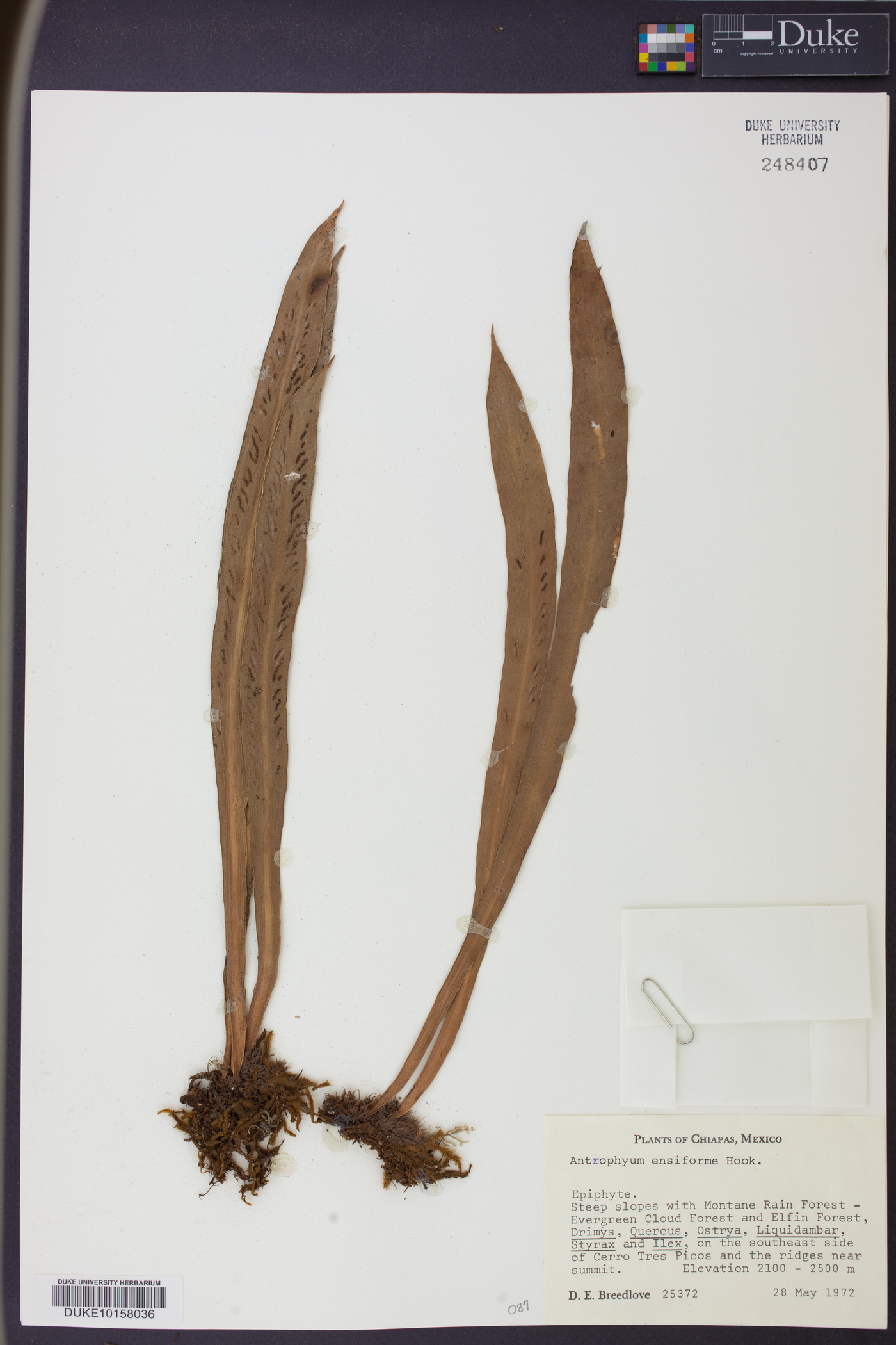 Antrophyum ensiforme image