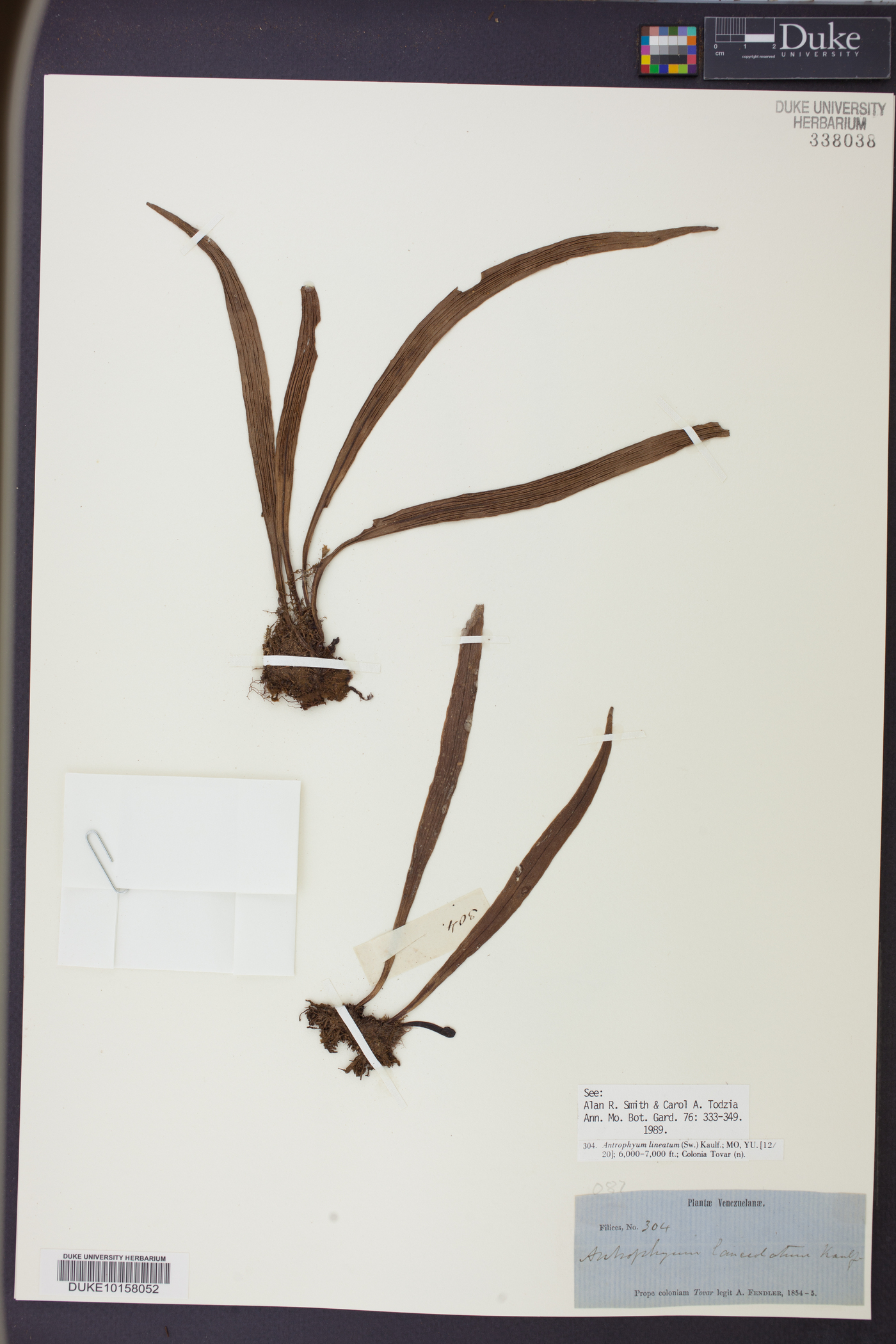 Antrophyum image