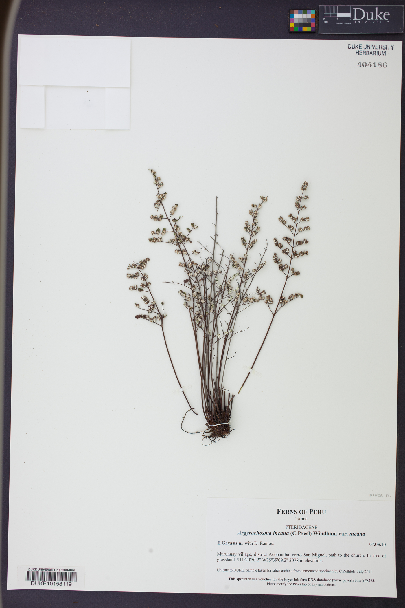Argyrochosma nivea var. nivea image