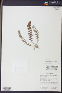 Astrolepis crassifolia image