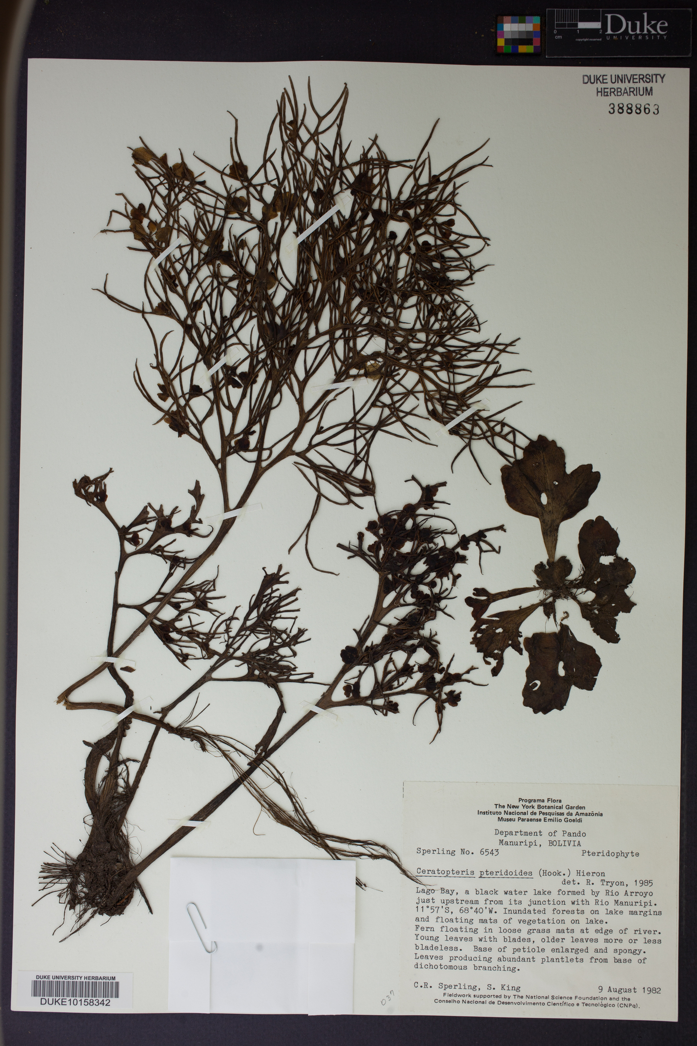 Ceratopteris pteridoides image