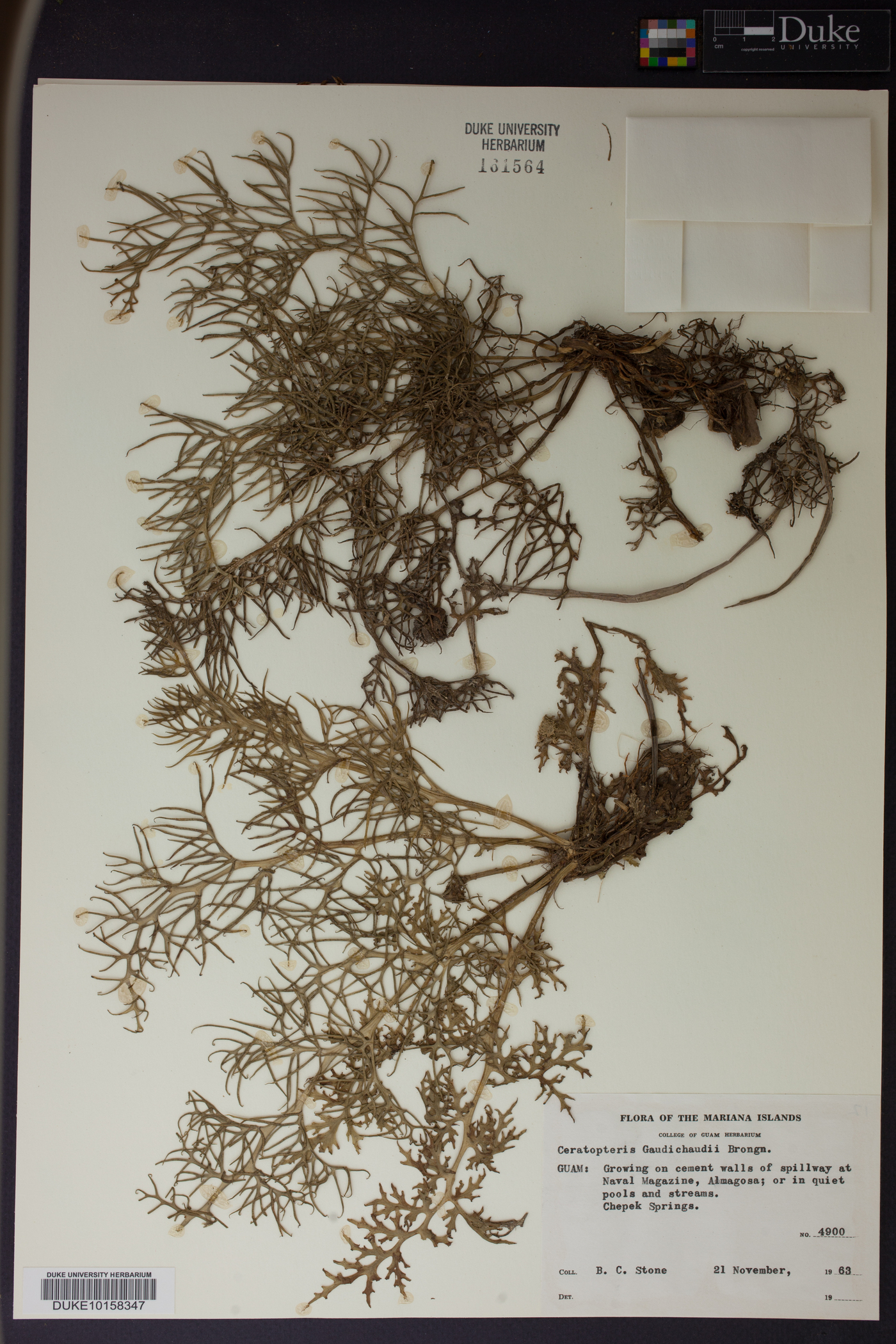 Ceratopteris gaudichaudii image
