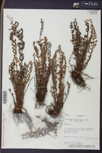 Cheilanthes obducta image