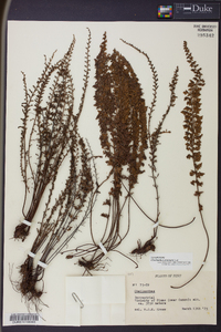 Cheilanthes pruinata image