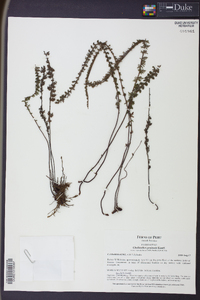 Cheilanthes pruinata image