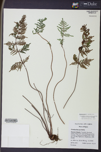 Oeosporangium pulchellum image