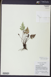 Oeosporangium pulchellum image