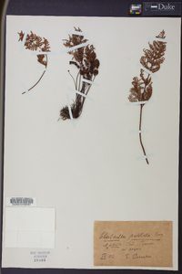 Oeosporangium pulchellum image