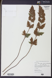 Cheilanthes eckloniana image