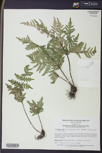 Cheiloplecton rigidum var. rigidum image