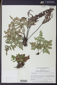 Cheiloplecton rigidum var. rigidum image