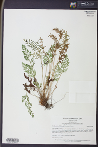 Cryptogramma acrostichoides image