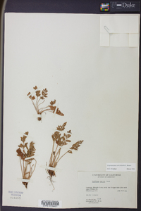 Cryptogramma acrostichoides image