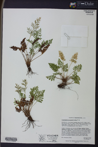 Cryptogramma acrostichoides image