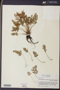 Cryptogramma acrostichoides image