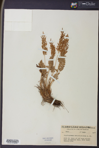 Cryptogramma acrostichoides image