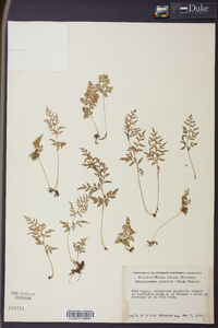 Cryptogramma stelleri image