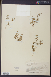 Cryptogramma stelleri image