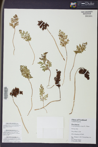 Cryptogramma crispa image