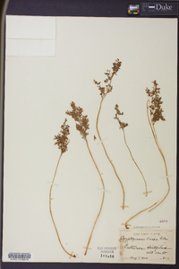 Cryptogramma crispa image