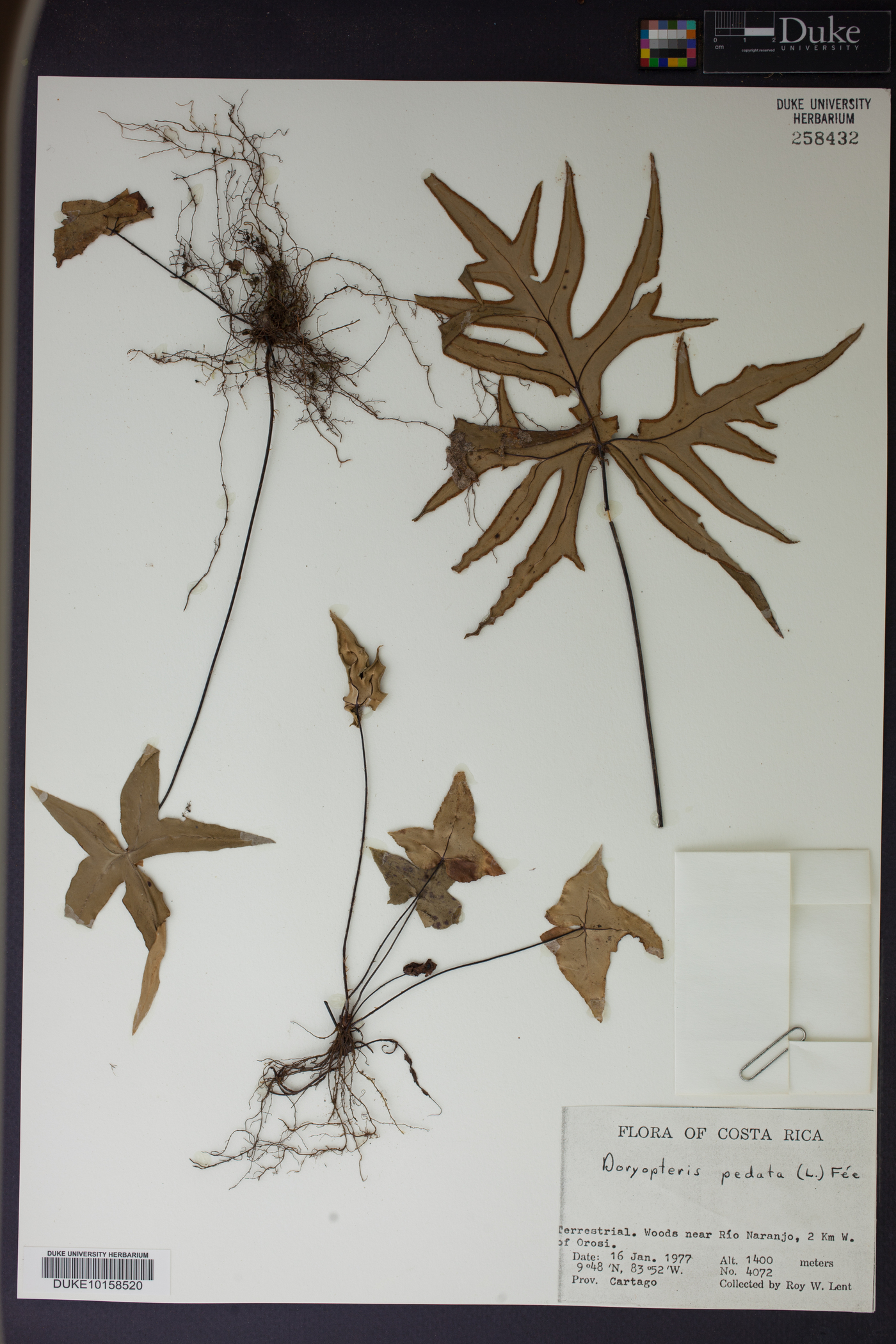 Doryopteris pedata image