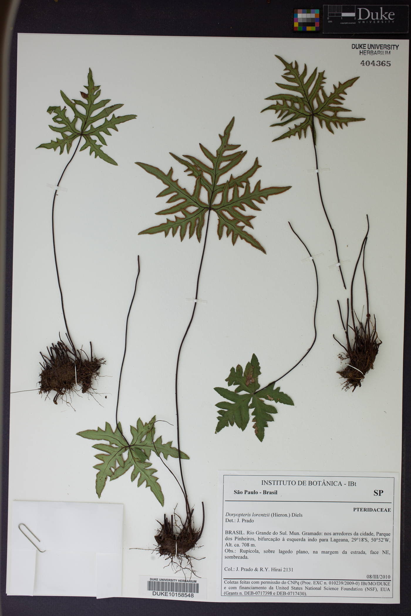 Doryopteris lorentzii image