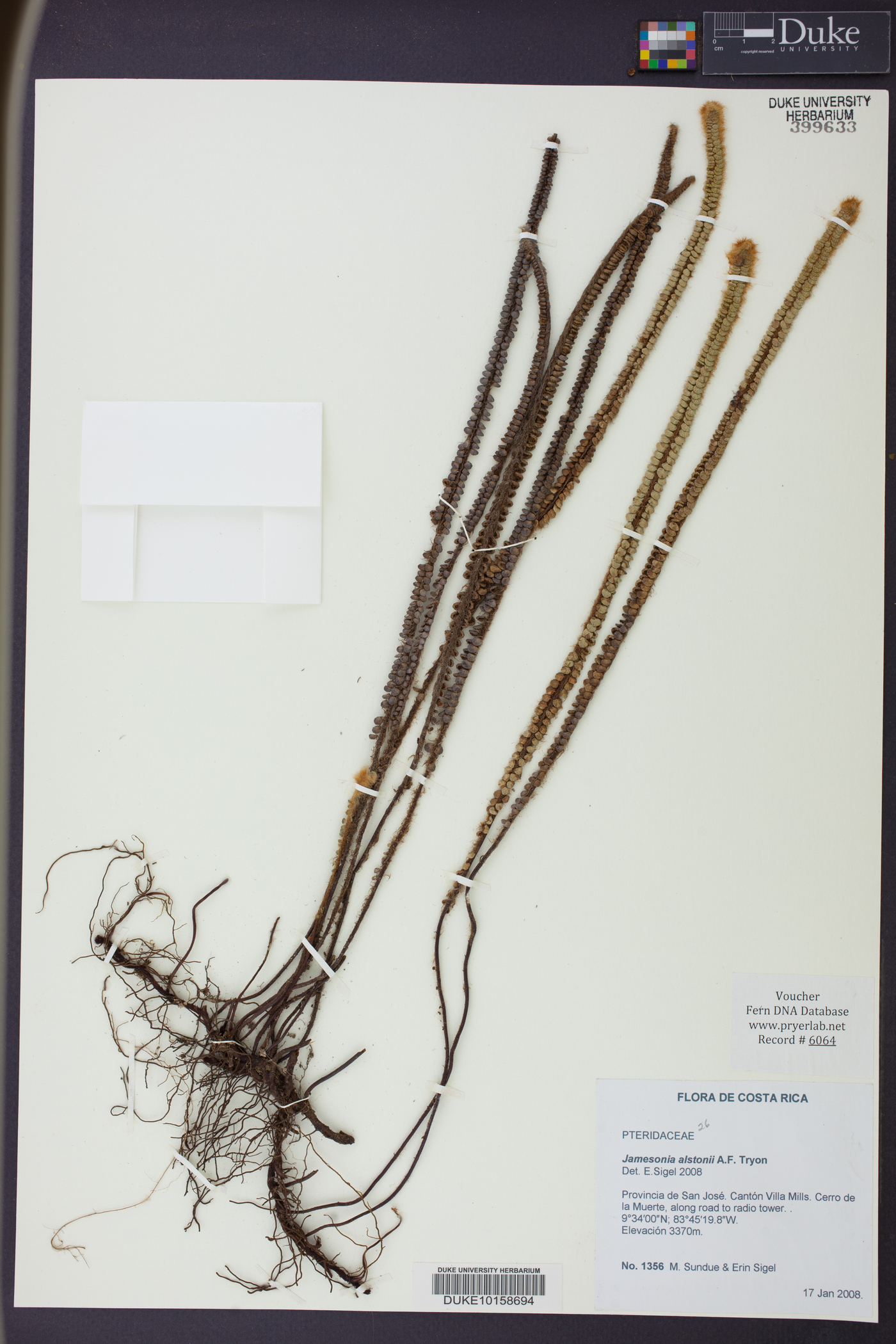 Jamesonia alstonii image